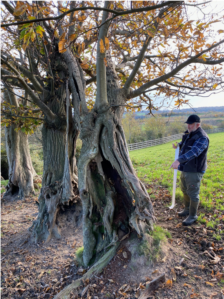 oak trees